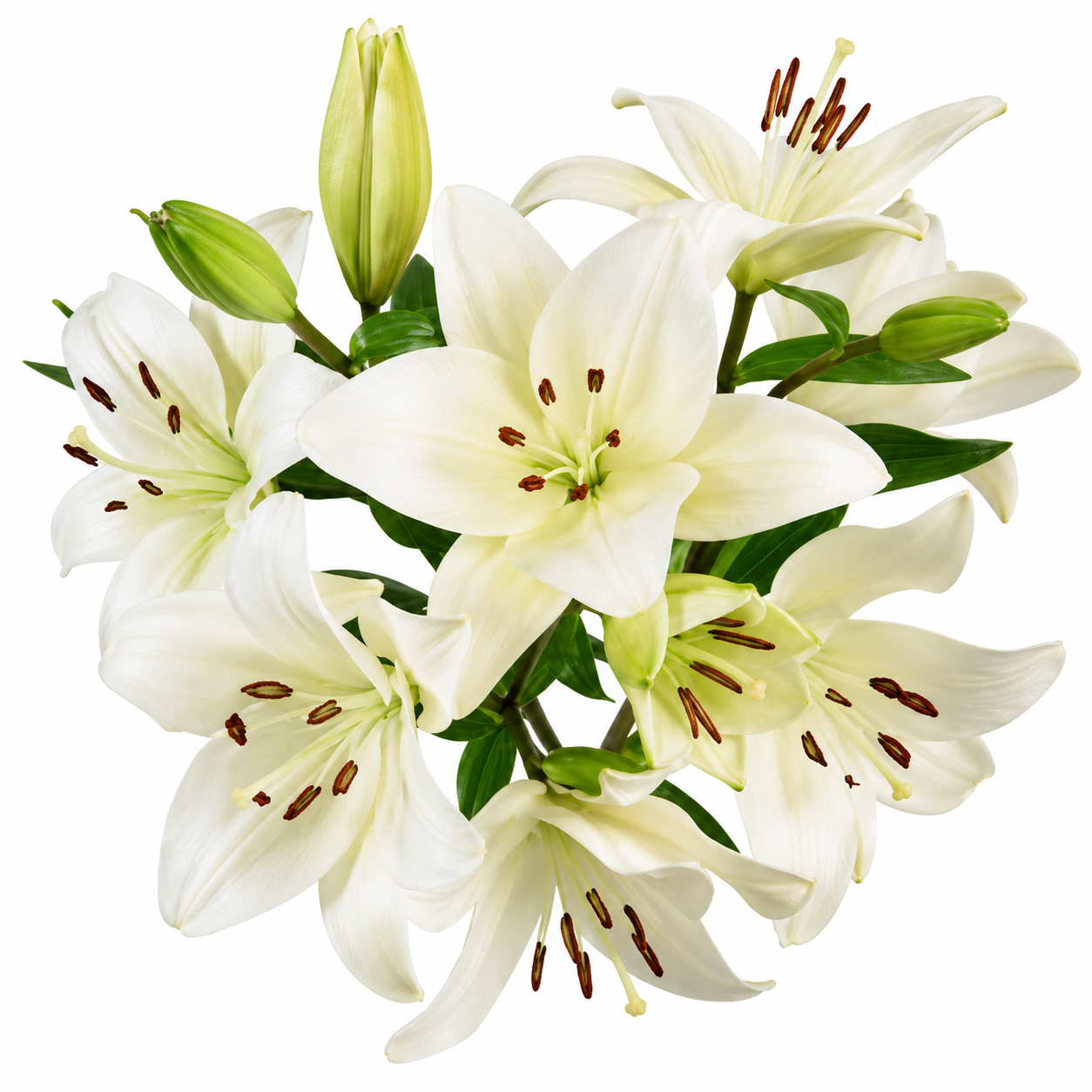 LILY LA LITOUWEN 3-5 BL