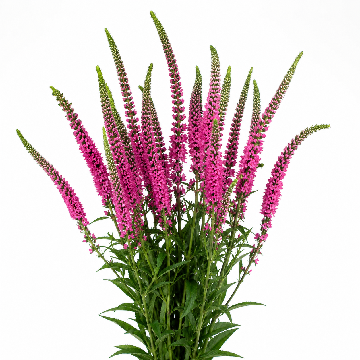 VERONICA PINK 10ST 60
