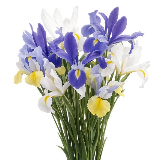 IRIS ASSORTED 10ST 60