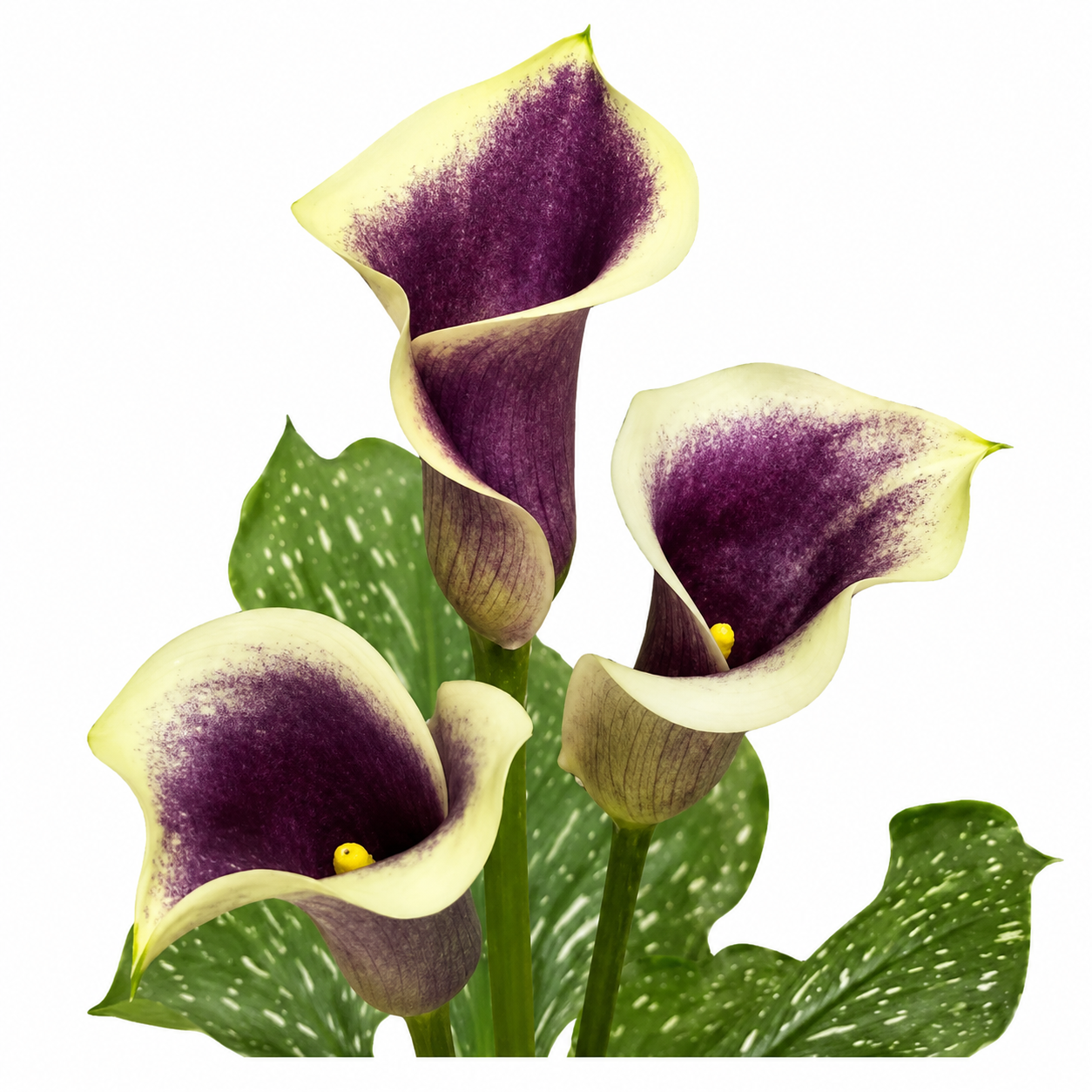 COLOR CALLAS PICASSO BICOLOR PURPLE/WHITE 10ST 50
