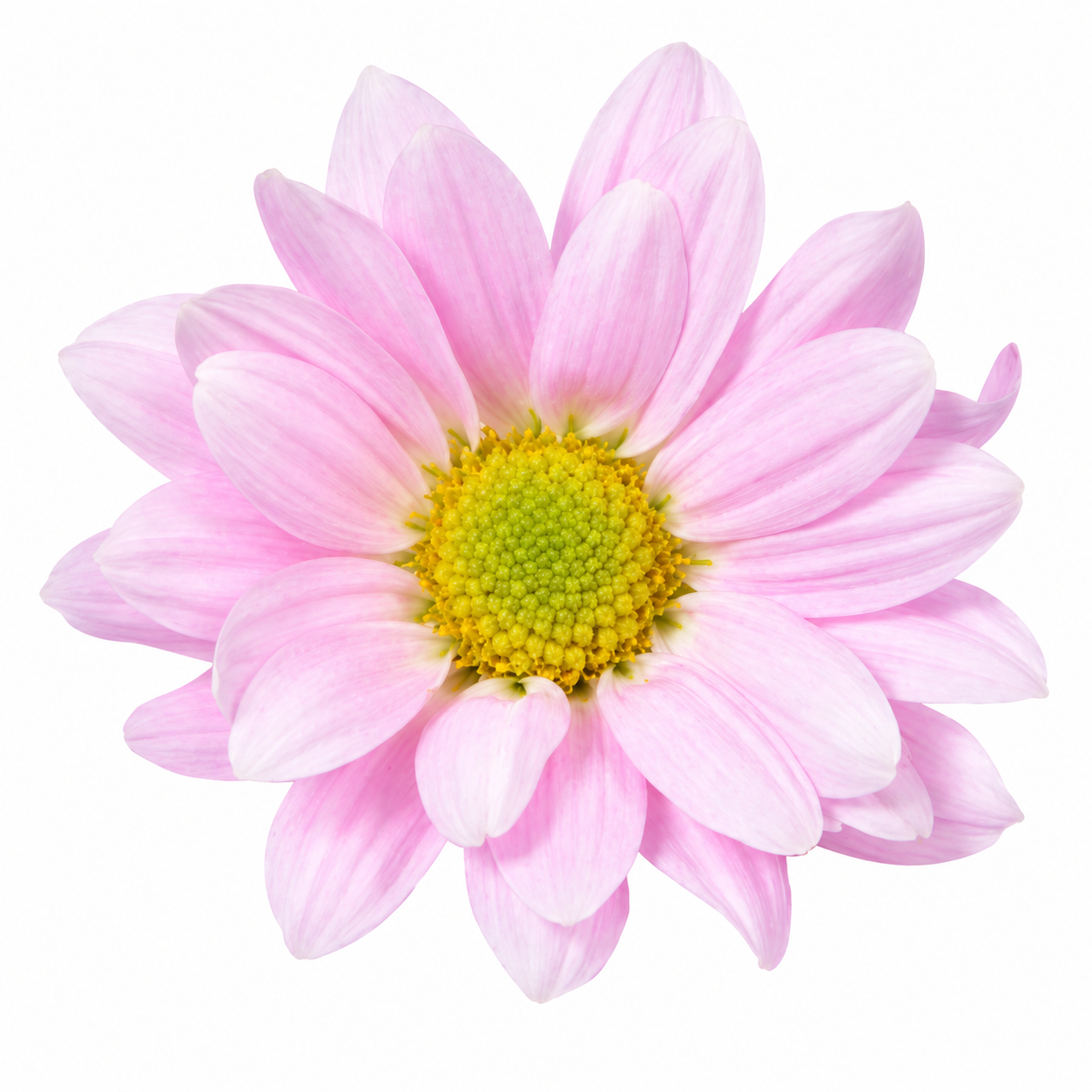 POMPON DAISY BLOSSOM LIGTH PINK 7ST 70