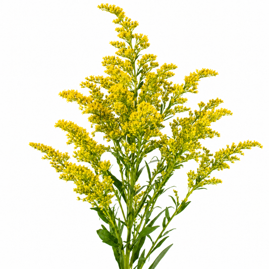 SOLIDAGO TARA 10ST 70CM