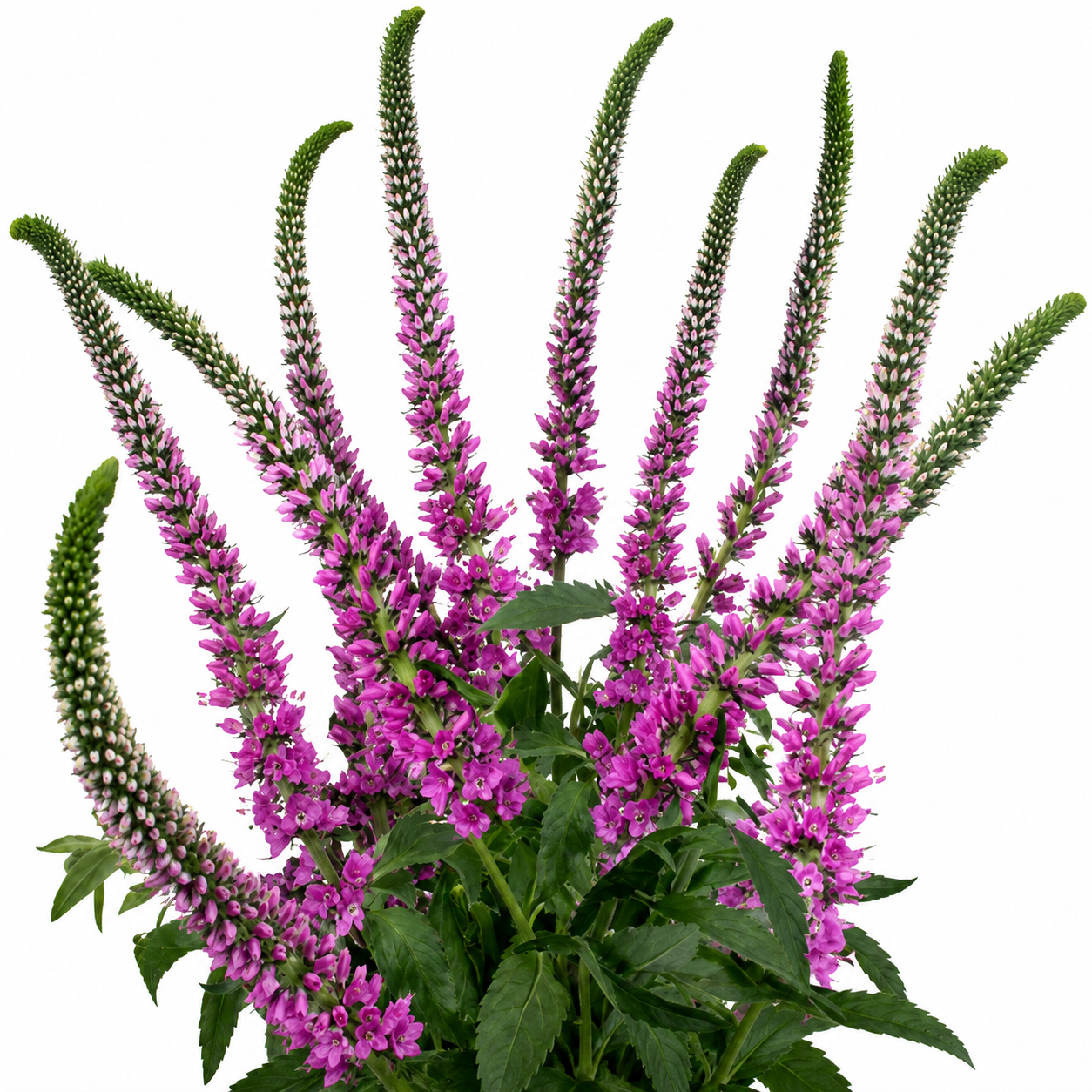 VERONICA SKYLER PINK 10ST 70CM