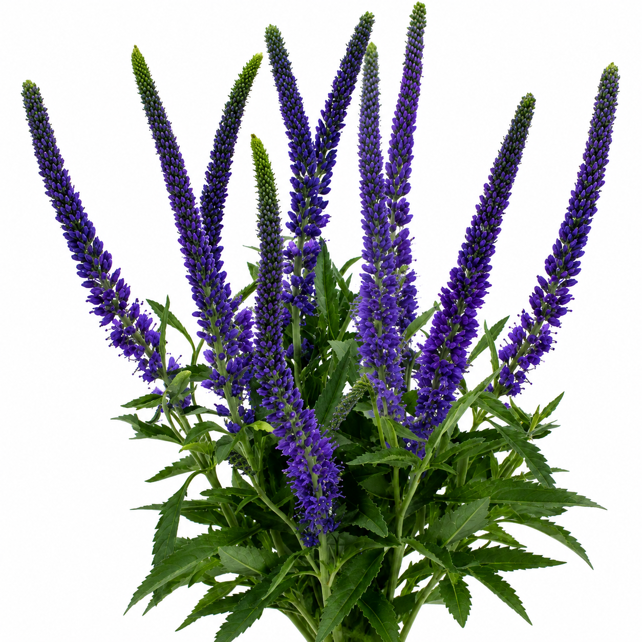 VERONICA SKYLER BLUE 10ST 70CM