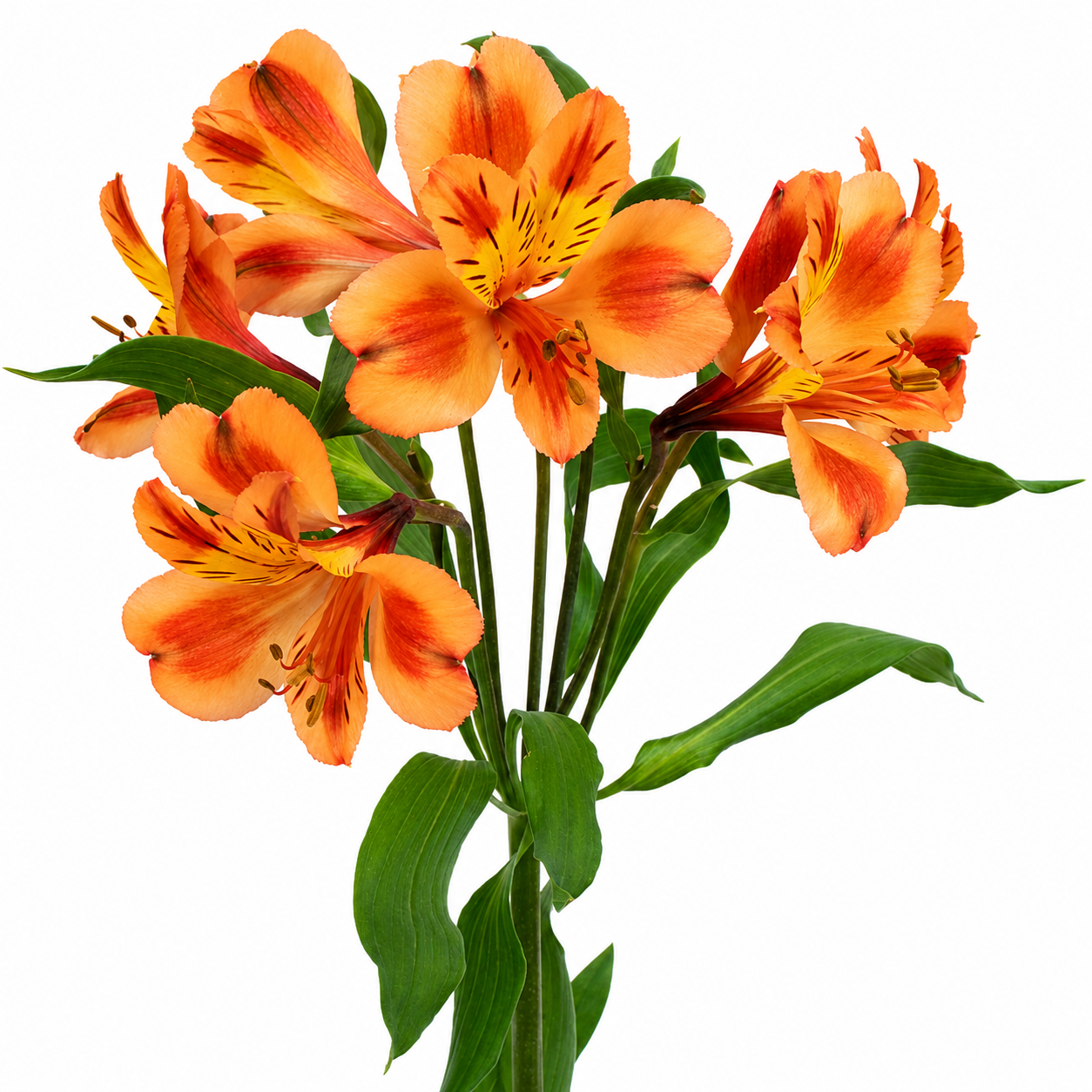 ALSTROEMERIA ORANGE SAVANNA 10ST SEL