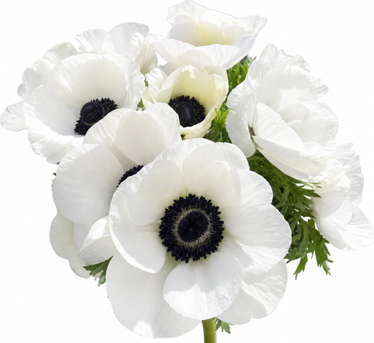 ANEMONE MISTRAL PANDA - 40CM
