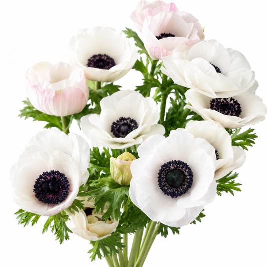 ANEMONE WHITE PANDA 10ST 40