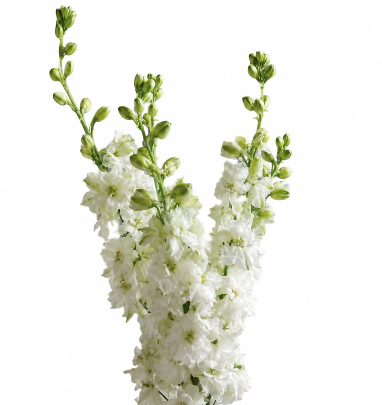 LARKSPUR WHITE 10ST 80