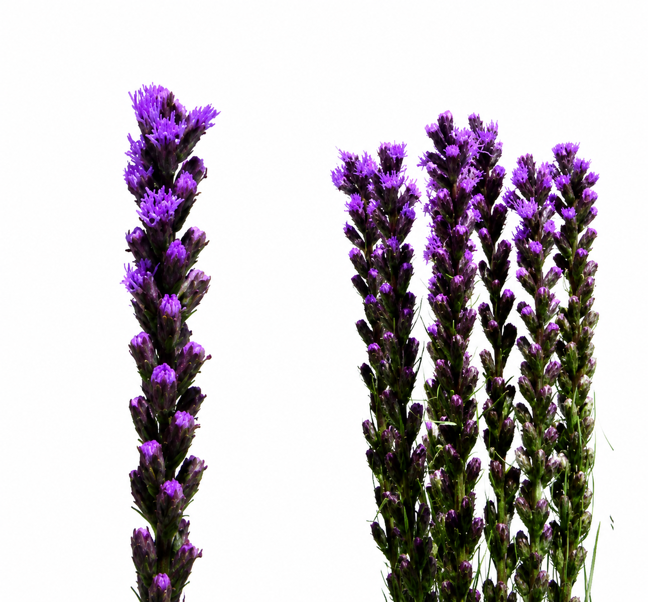 LIATRIS  PURPLE 10ST 90