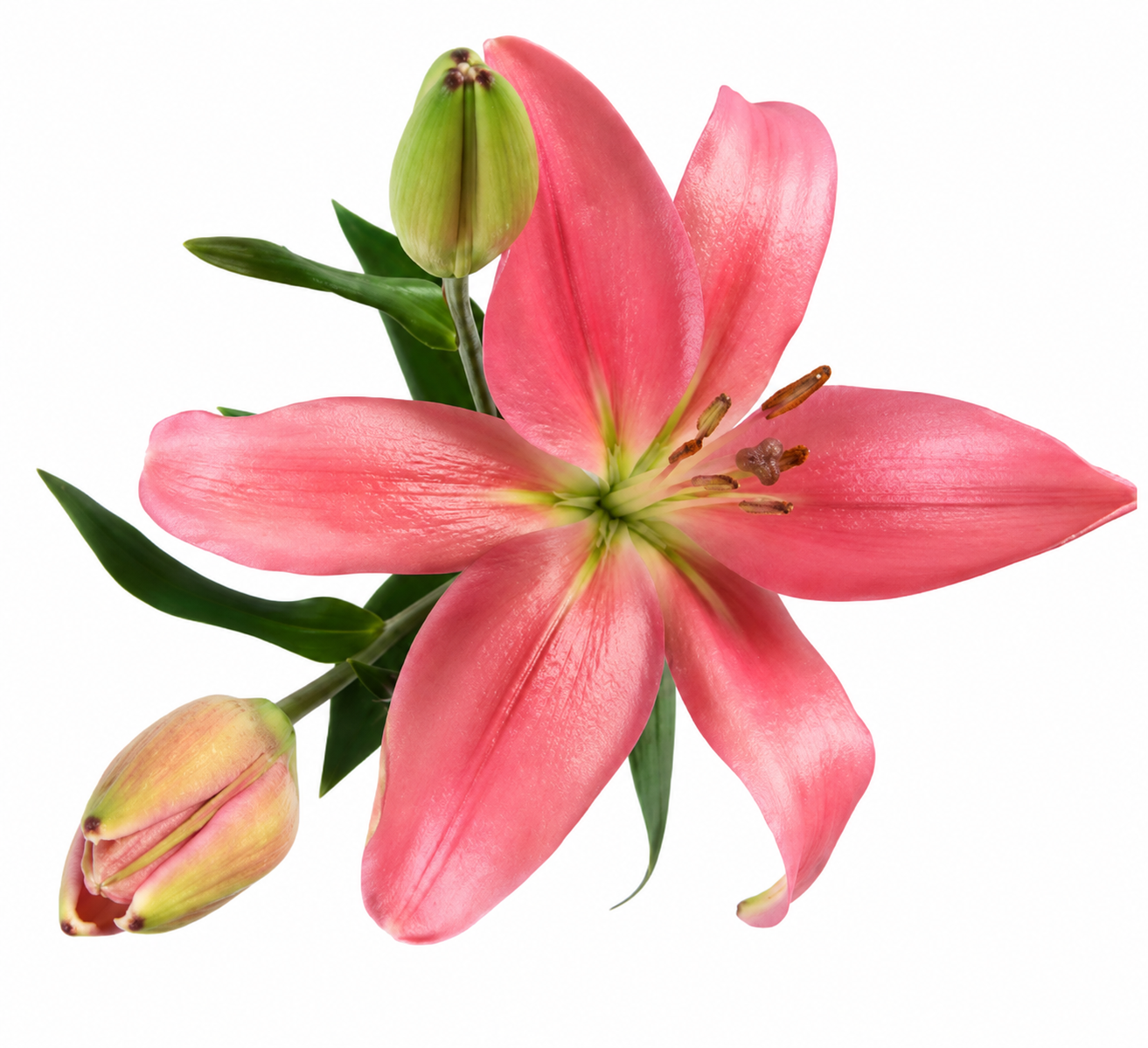 LILY LA INDIAN SUMMERSET 10 ST 3-5 BL