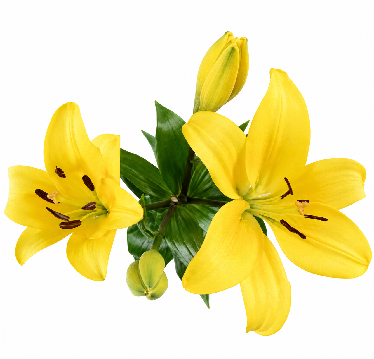 LILY LA PAVIA 10ST 3-5 BL