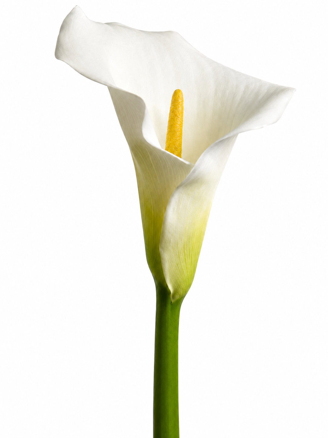 CALLA WHITE REG CUT 5ST 85