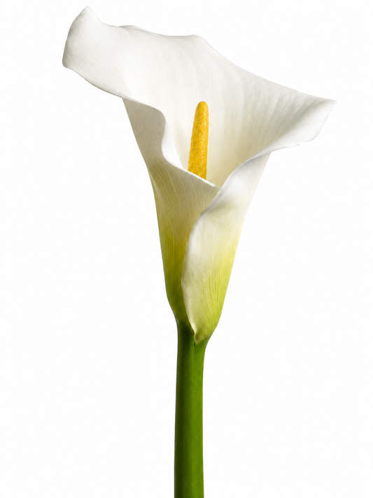 CALLA WHITE REG CUT 5ST 85