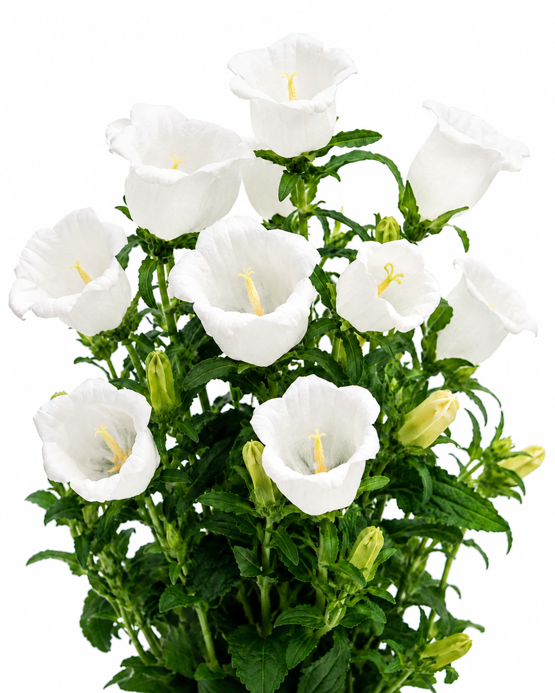 CAMPANULA CHAMPION WHITE 5ST 60CM