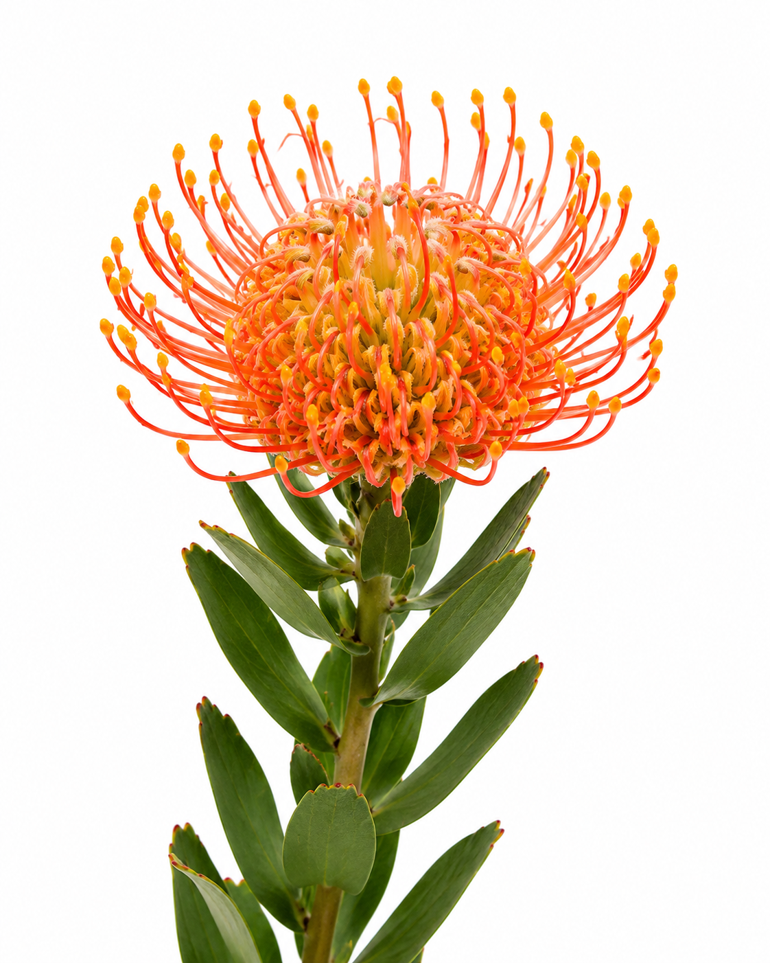 LEUCOSPERMUM PINCUSHION SUNRISE OR/RD 1ST 50/55