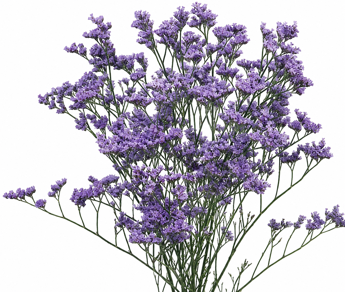 LIMONIUM MISTY BLUE 10ST SEL