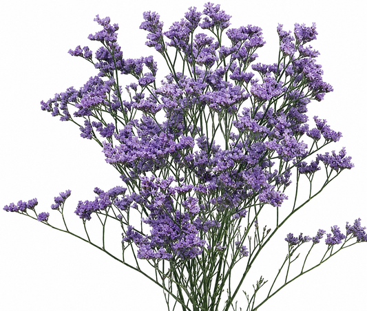LIMONIUM MISTY BLUE 10ST 70CM