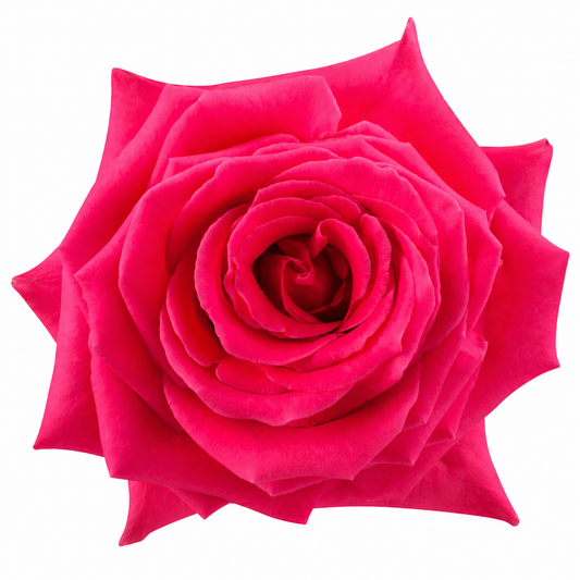 ROSE FULL MONTY 50CM