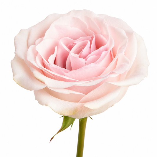 ROSE NOVIA 50CM