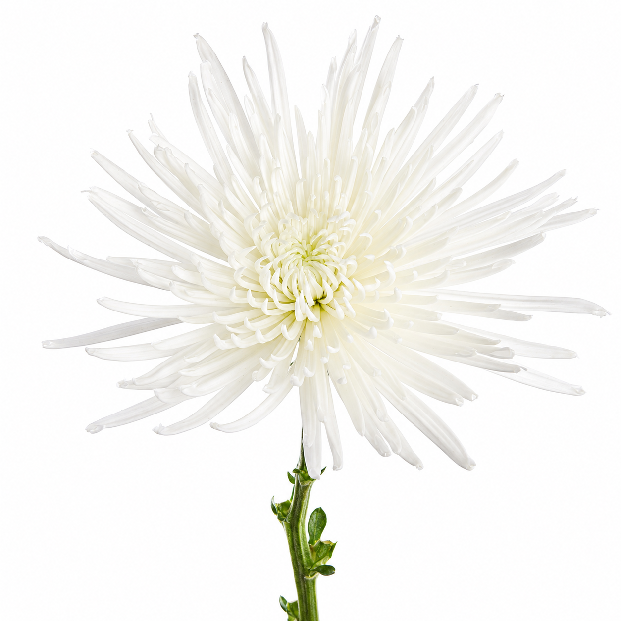 SPIDER MUM ANASTASIA WHITE 10ST EX