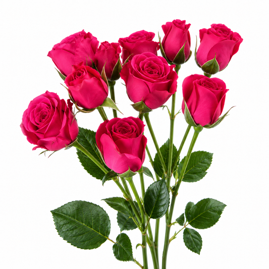 SPRAY ROSES LOVE LIDIA DARK PINK 10ST 50