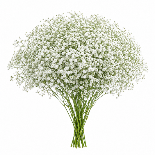 GYPSOPHILA X-LENCE 250G 25