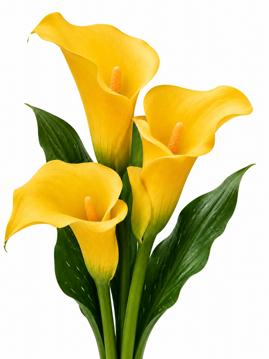 COLOR CALLAS FLOREZ GOLD YELLOW