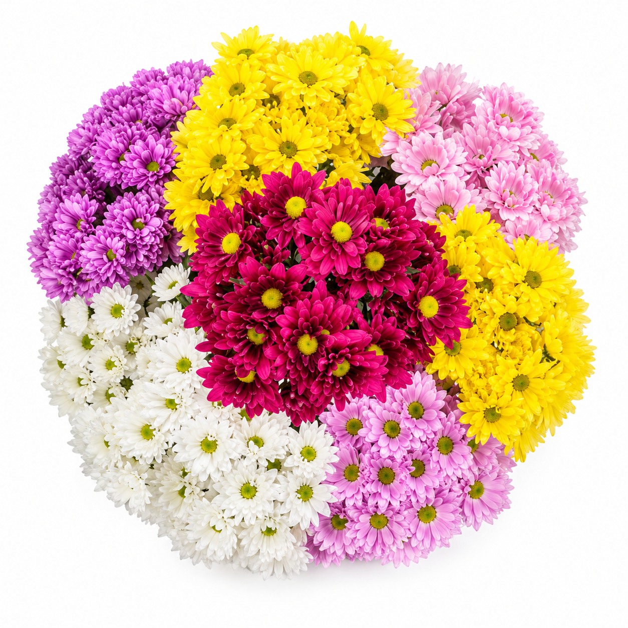DAISY ASSORTED 7ST EX