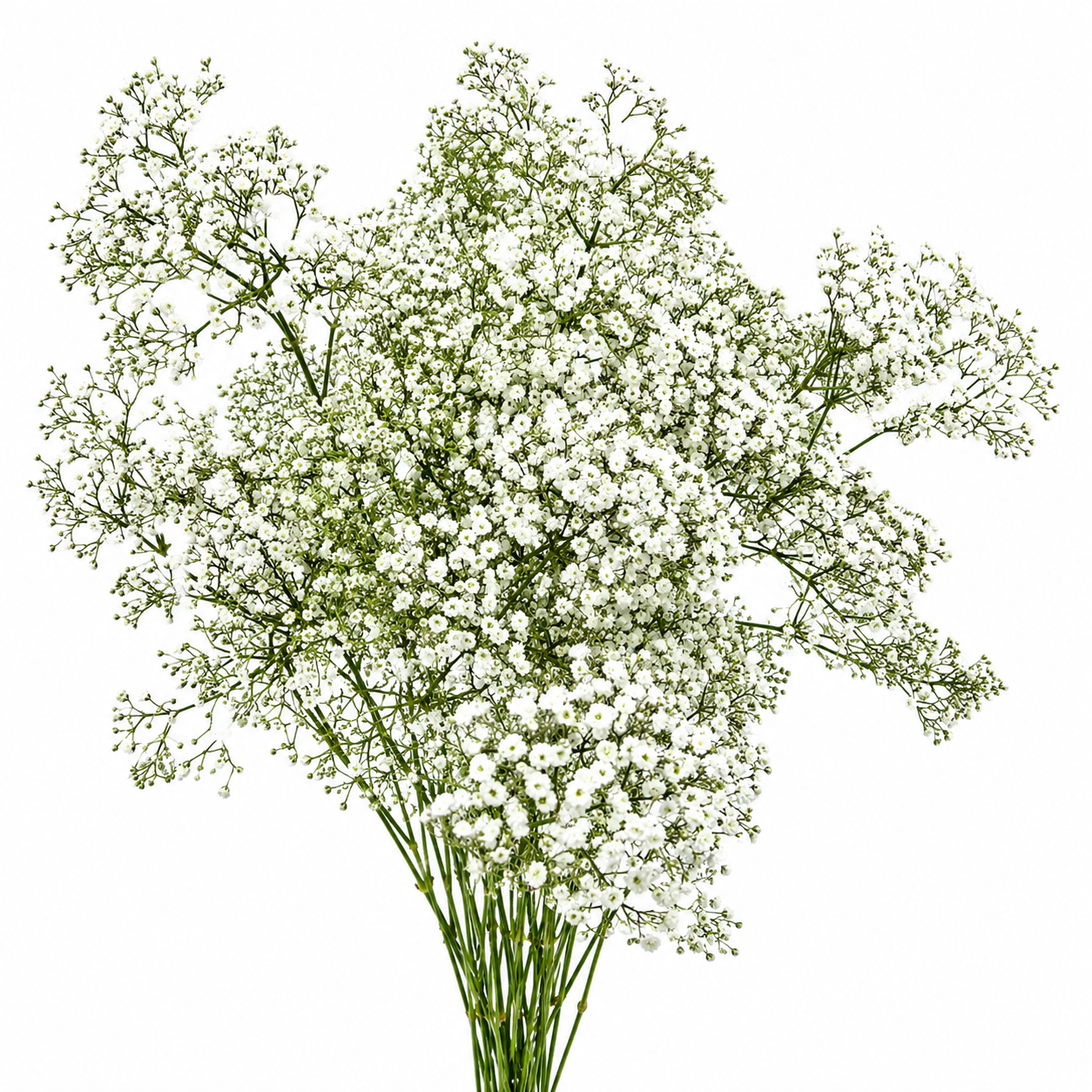 GYPSOPHILA MILLION STAR 250G 25