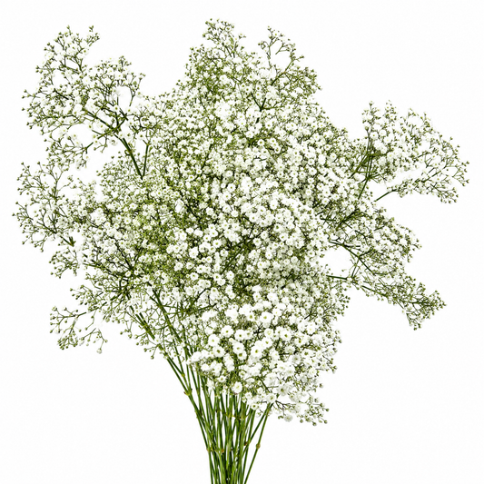 GYPSOPHILA MILLION STAR 250G 25