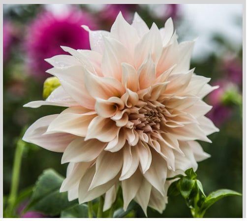 DAHLIA CAFE AU LAIT Select