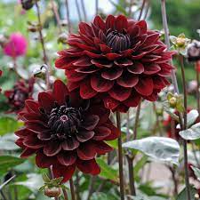 DAHLIA KARMA CHOCOLATE Select