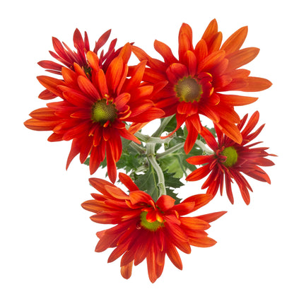 DAISY ATLANTIS ORANGE EX