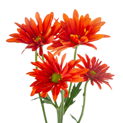 DAISY ATLANTIS ORANGE EX