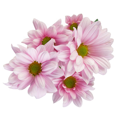 DAISY BLOSSOM EX