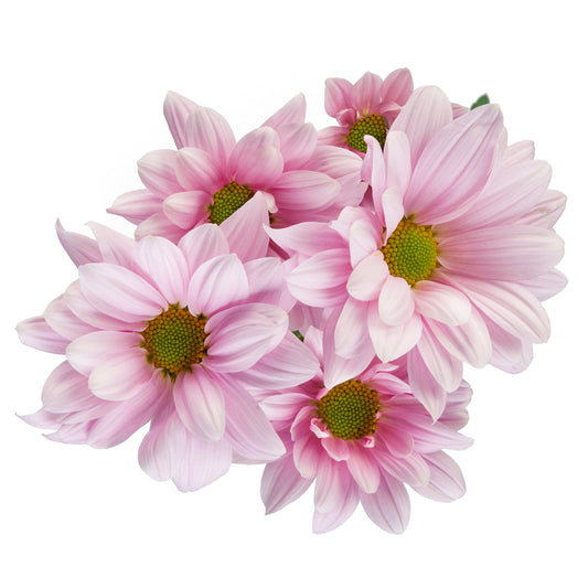 DAISY BLOSSOM EX