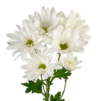 DAISY RONDA EX