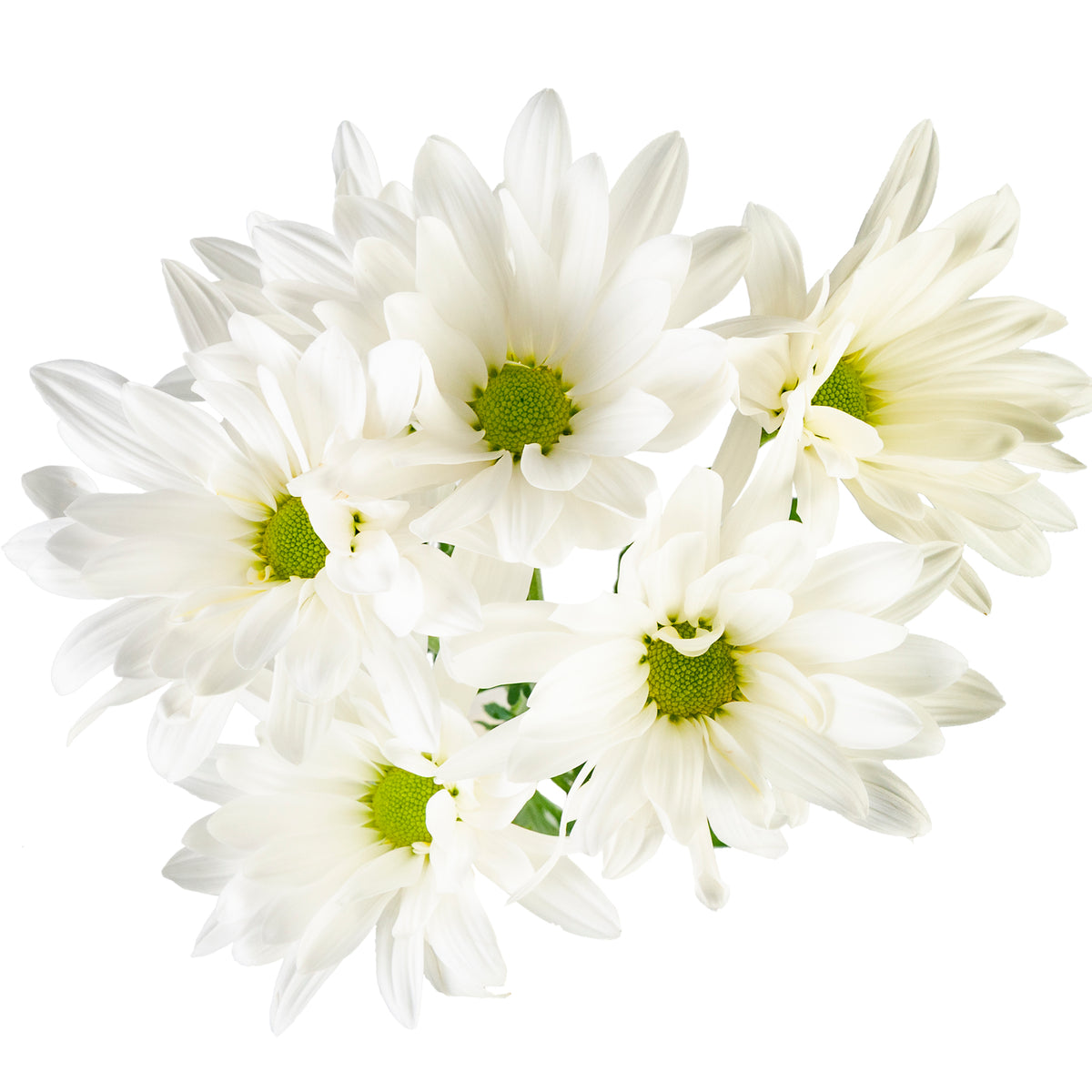 DAISY RONDA EX