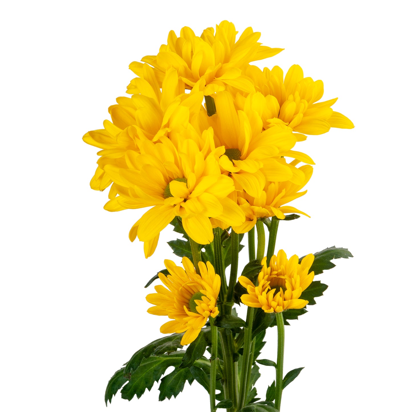 POMPON DAISY INDIRA YELLOW