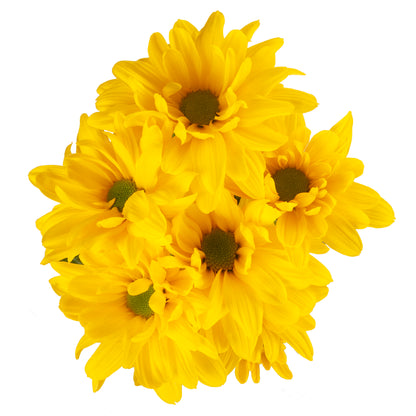 POMPON DAISY INDIRA YELLOW