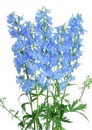 DELPHINIUM 60cm BLU Light Sky Waltz 10st 10 St(Stems)