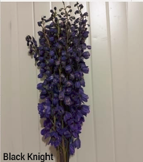 DELPHINIUM 60cm PUR Black Knight 10st 10 St(Stems)