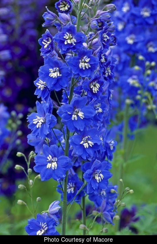 DELPHINIUM 80cm BLU Hyb. Blue Bird Pacific 10St 10 St(Stems)