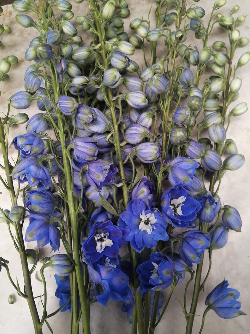 DELPHINIUM 70cm BLU Candle Blue 10St 10 St(Stems)