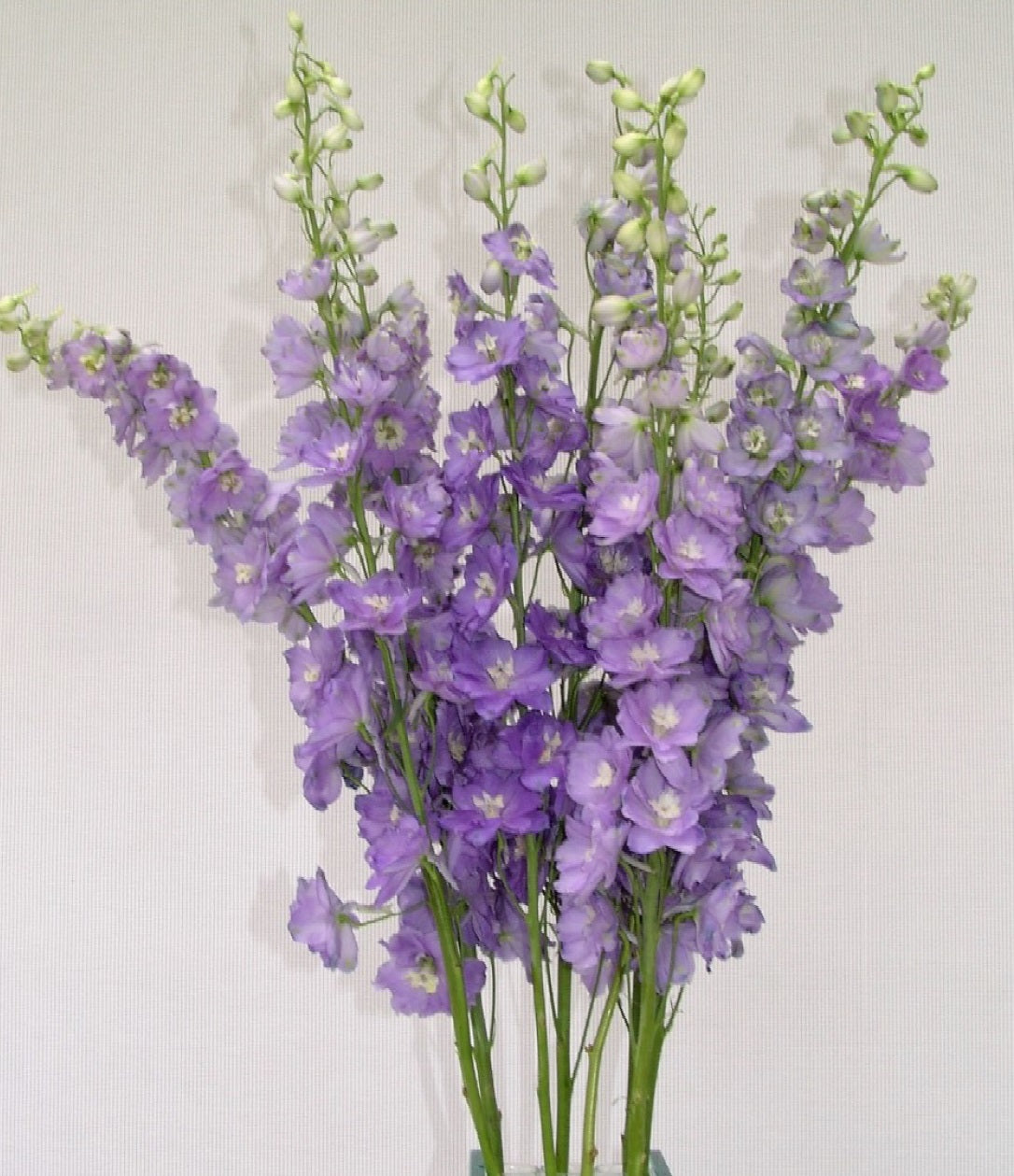 DELPHINIUM 60cm LAV P. Giant Guinivere 10St 10 St(Stems)