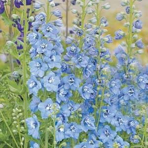 DELPHINIUM 70cm BLU Light Pacific G.Summer Skies 10 St(Stems
