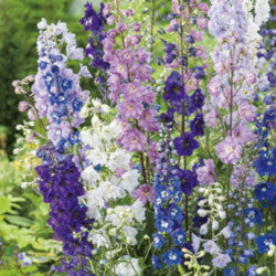 DELPHINIUM H.P.GIANT ASST 10ST 80cm