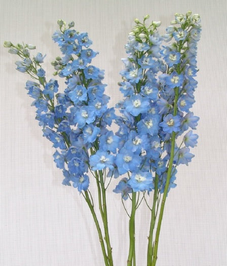 DELPHINIUM H.P.GIANT LIGHT BLUE 10ST 80cm