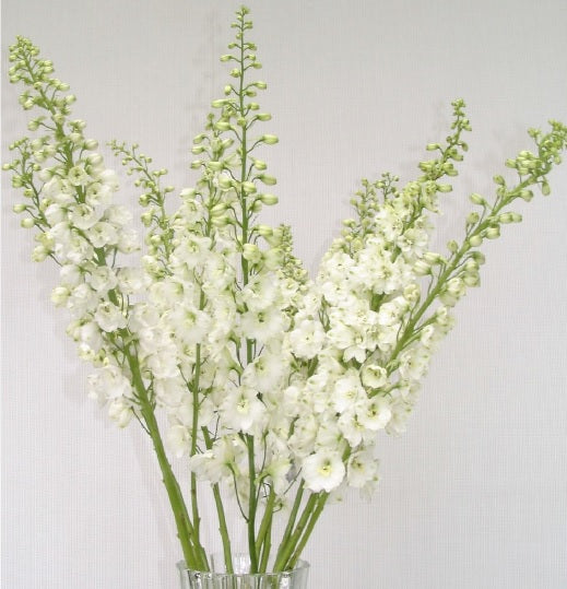 DELPHINIUM H.P.GIANT WHITE 10ST 80cm
