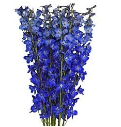 DELPHINIUM 70cm BLU Dark Sea Waltz 10st 10 St(Stems)